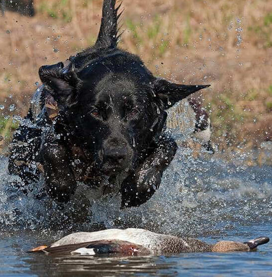 Addestramento cani: riporto dall&#39;acqua