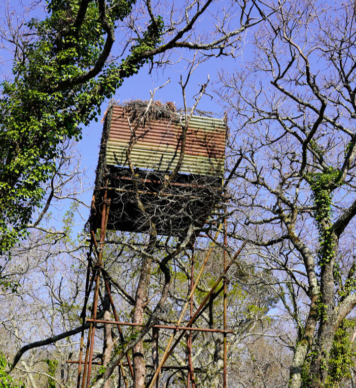 Caccia al colombaccio